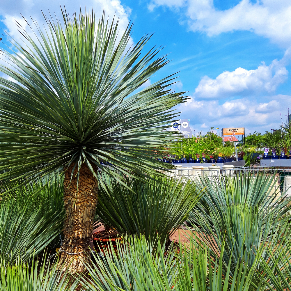 Mediterrane planten bij Tuincentrum Daniëls