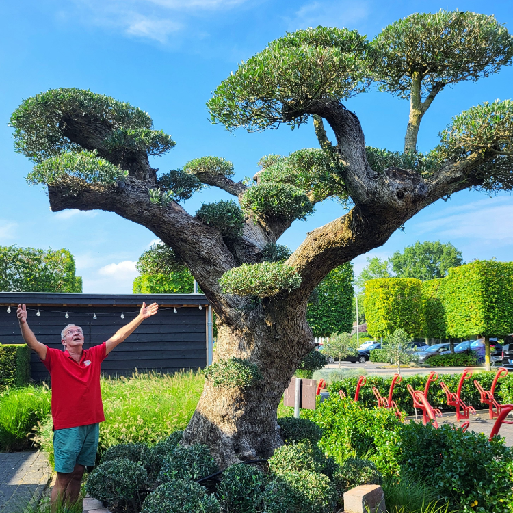 Palmen en olijfbomen bij Tuincentrum Daniëls