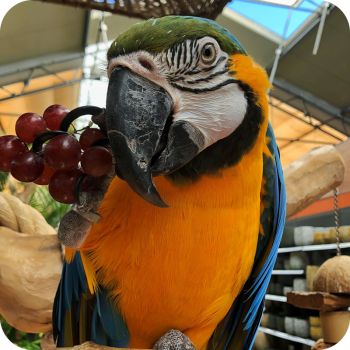 Dieren en beleving bij Tuincentrum Daniëls