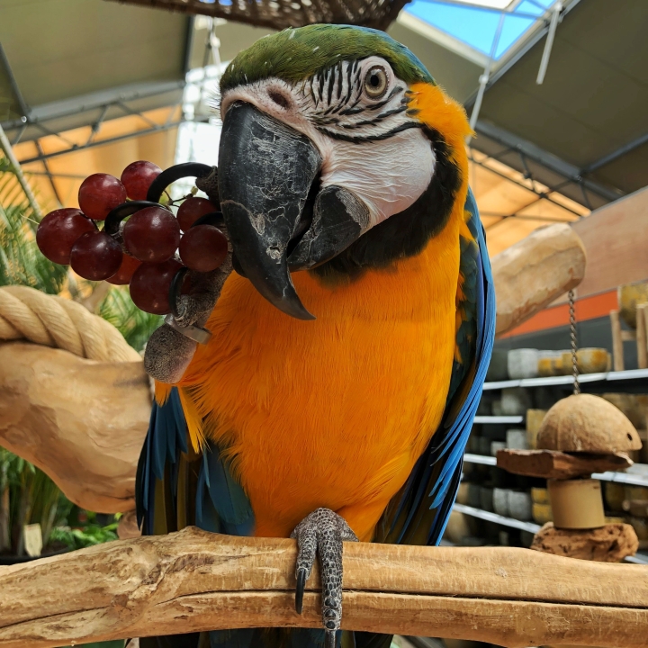 Dieren bij Tuincentrum Daniëls