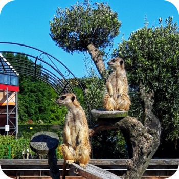 Dieren en beleving bij Tuincentrum Daniëls