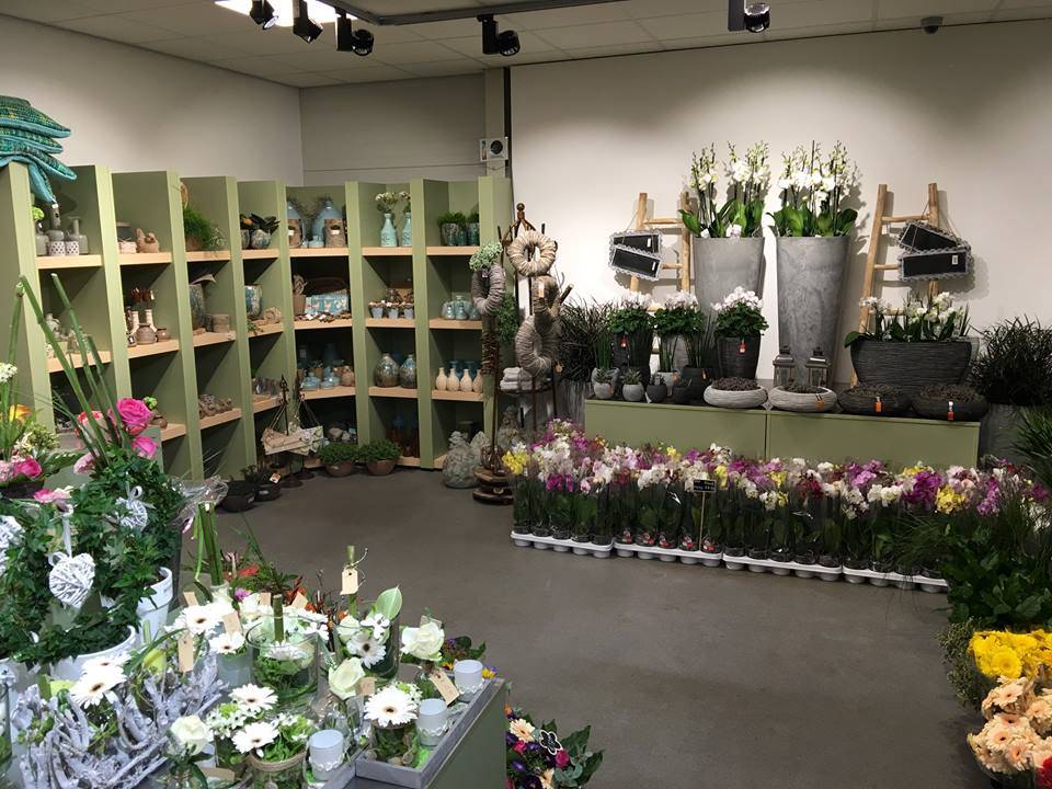 Ook kamerplanten in onze bloemenwinkel nabij Roermond