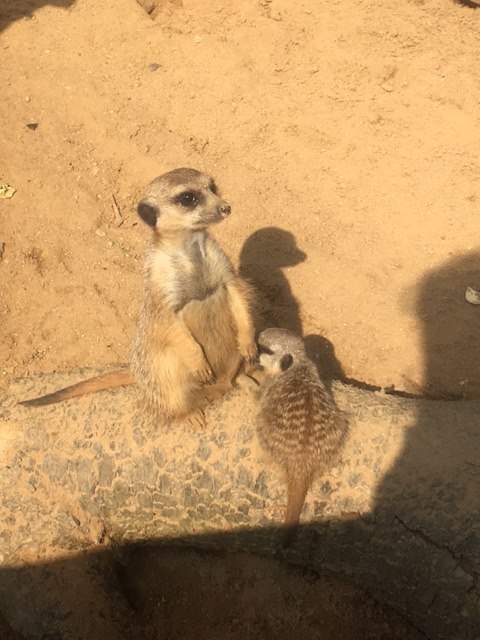 Deze schattige stokstaartjes wonen in onze dierenwinkel dichtbij Roermond Deze schattige stokstaartjes wonen in onze dierenwinkel dichtbij Roermond