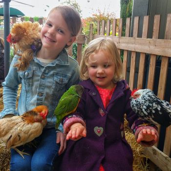 Indoor Kinderboerderij