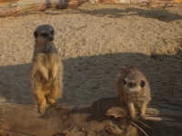 Buitenafdeling