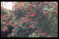 Rosaceae
