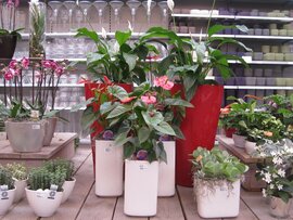 Plantenarrangementen