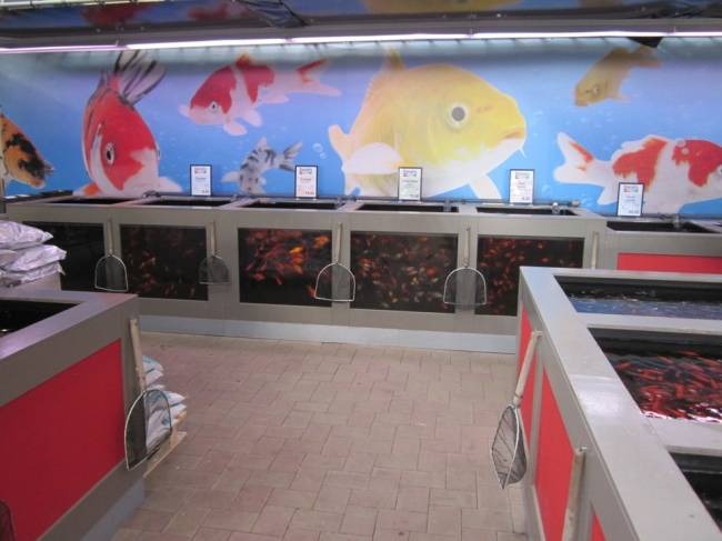 Voor al uw vijvervissen komt u naar Tuincentrum Daniëls in Limburg