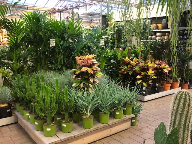Veel groen bij Tuincentrum Daniëls in Limburg