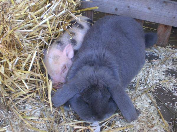 Dierenafdeling tuincentrum Limburg