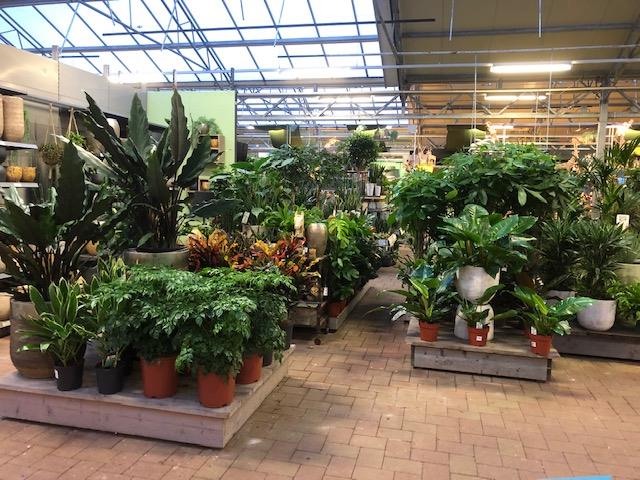 Altijd verse planten bij Tuincentrum Daniëls in Vlodrop