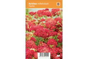 Achillea millefolium 'Paprika'
