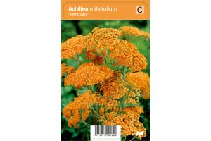 Achillea millefolium 'Terracotta'