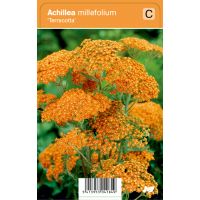 Achillea millefolium 'Terracotta'
