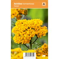 Achillea tomentosa 'Aurea'