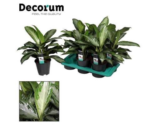 Aglaonema Silver Bay - afbeelding 2