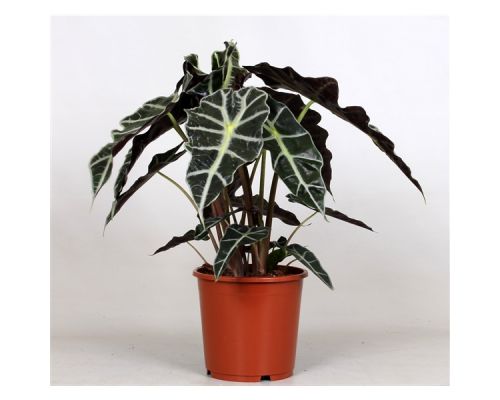 Alocasia Polly