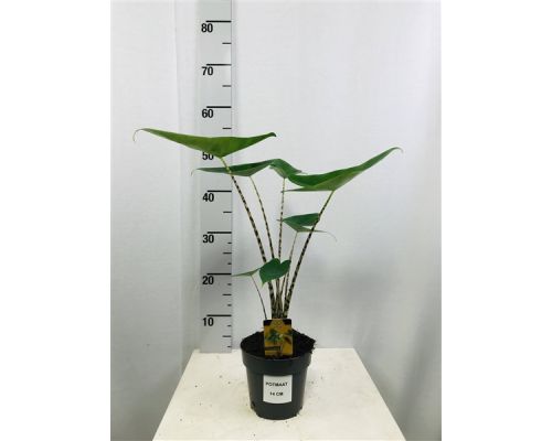 Alocasia Zebrina - afbeelding 1