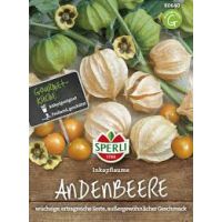 Andenbeeren. Inkapflaume