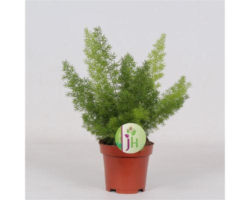 Asparagus densiflorus 'Myers' - afbeelding 2