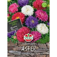 Astern. Lüneb. Zwerg Mix