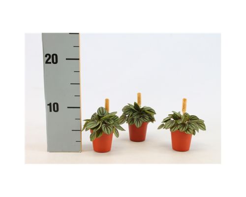 Bambino Peperomia Piccolo Banda P5.5 - afbeelding 1