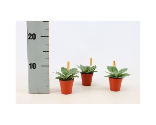 Bambino Senecio Mountain Fire P5.5 - afbeelding 1