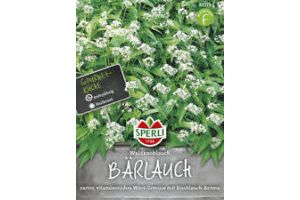 Bärlauch. Wald Knoblauch