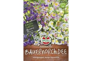 Bauernorchidee Tinkerbelle