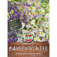 Bauernorchidee Tinkerbelle