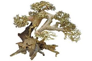 Bonsai driftwood small 23x12x15cm