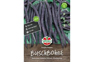 Buschbohne Purple Teepee