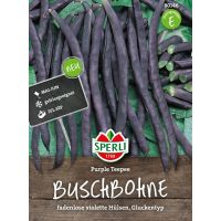 Buschbohne Purple Teepee