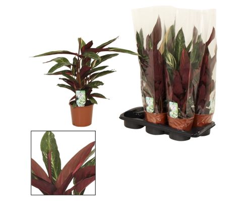 Calathea Magicstar