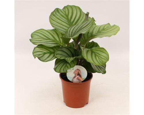 Calathea Orbifolia ASP P14