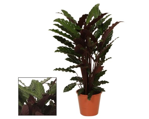 Calathea Wavestar