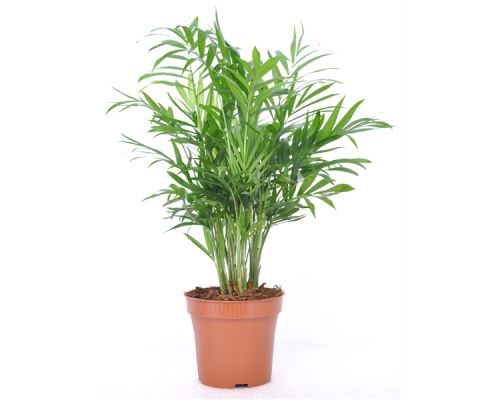 Chamaedorea Elegans - afbeelding 1
