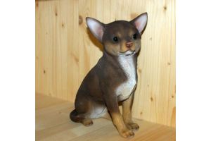 CHIHUAHUA BRUIN H19B10H23CM