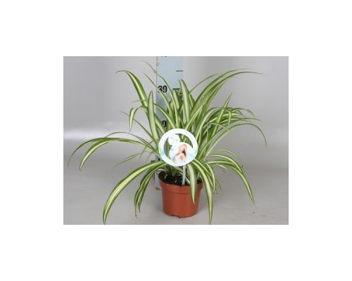 Chlorophytum Comosum P13 ASP - afbeelding 1