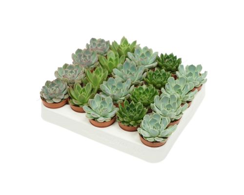 Echeveria gemengd