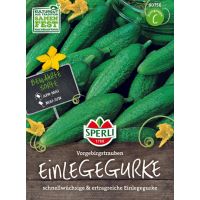 Einl.Gurke Vorgebirgstraube