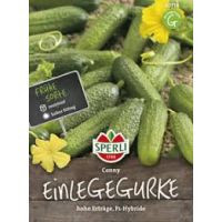 Einlegegurken. Conny
