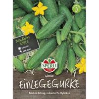 Einlegegurken Libelle F1