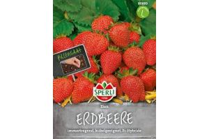 Erdbeere Elan
