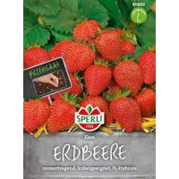 Erdbeere Elan