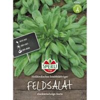 Feldsalat. Holländ.breitbl.