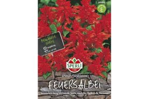 Feuersalbei . Carrabiniere