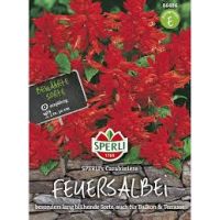 Feuersalbei . Carrabiniere