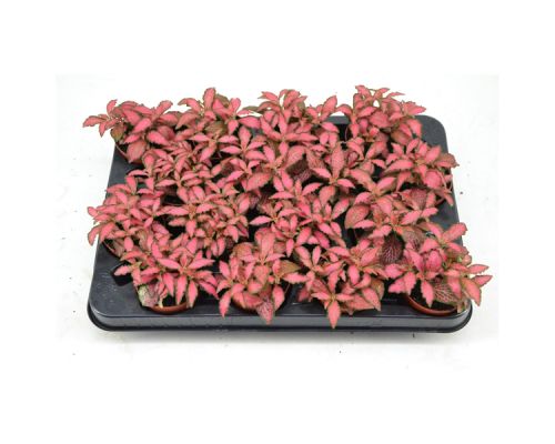 Fittonia Forest Flame