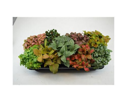 Fittonia mix